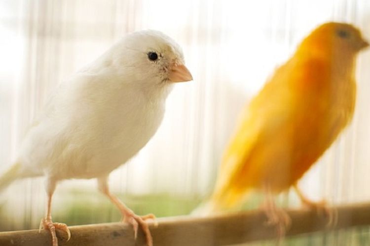 Apakah Burung Kenari Bisa Diajari Berbicara? Cara Melatihnya
